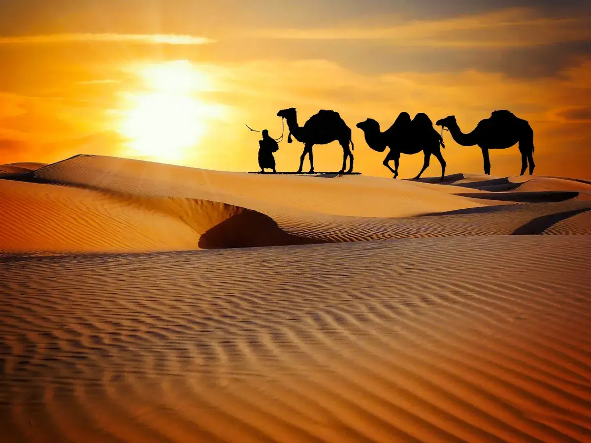 Paraan ng pag-access at paglilipat sa Safari ng Dubai