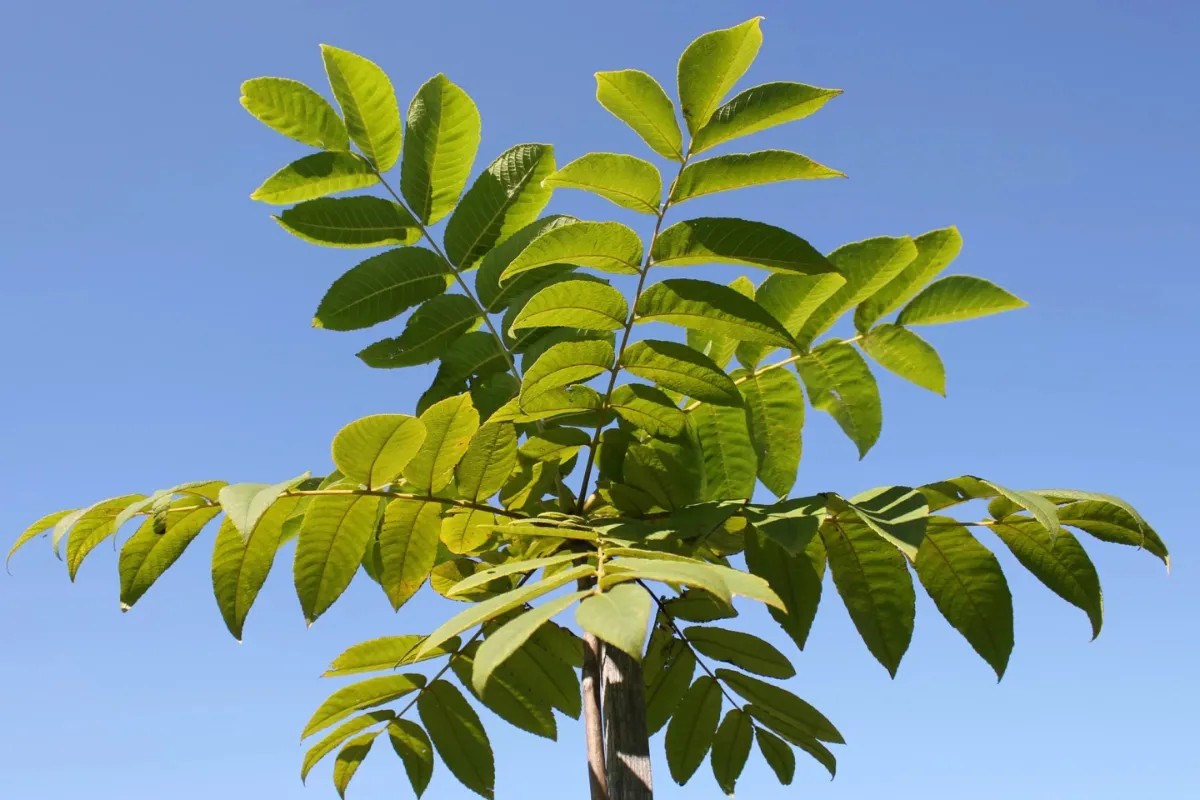 Natuklasan ng mga siyentipikong Hapon: Ang mga dahon ng puno ng nogales ay naglalaman ng natural na herbicide